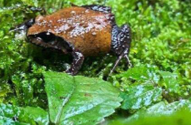 热水中的青蛙冈瓦纳雨林山蛙的栖息地正在缩小