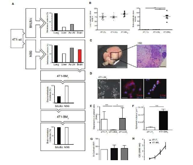 分离的乳腺癌细胞可以传播到大脑科学家绘制路径以阻止进入