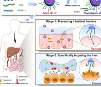 病毒表面启发的纳米载体用于改善口服胰岛素治疗