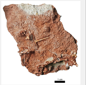 储藏室橱柜中的化石发现将现代蜥蜴的起源追溯到3500万年前