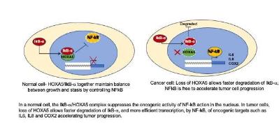 发现有关抑癌基因乳腺癌活性的线索