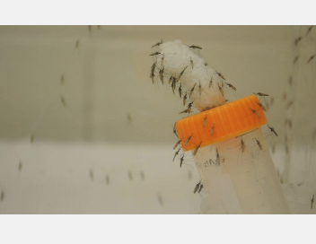 研究检查生活在蚊子体内和身上的细菌