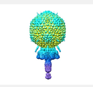 使用低温电子显微镜观察葡萄球菌噬菌体的原子结构