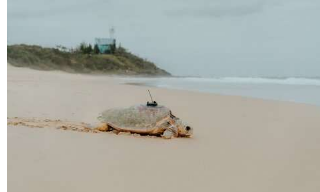 装有GPS追踪器的濒危红海龟被放归大海