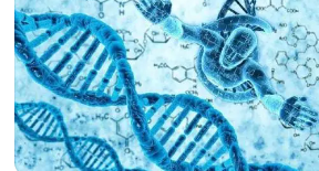 研究估计功能性人类微基因的进化起源