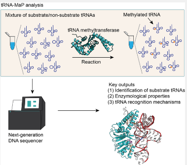使用下一代DNA测序仪对RNA相关酶进行功能分析