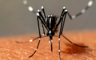 有臭味的皮肤化合物比其他人更容易吸引蚊子