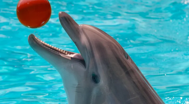 海豚可能会记住个人经历