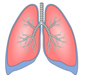 基因组测序揭示了长期肺部疾病的诊断不足的原因