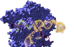 CRISPR基因编辑工具的26亿年前的祖先复活了