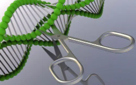 发现新型CRISPR基因剪刀