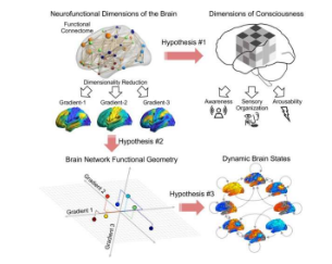 大脑的几何结构思维的维度研究人员确定了表征意识状态的新方法