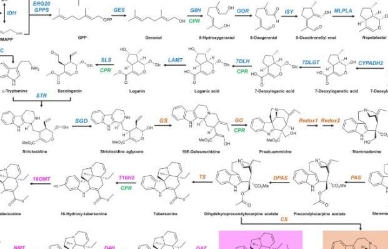 在酵母中成功生物合成强效抗癌药物长春碱的前体