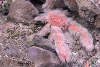 五种新的深海深蹲龙虾物种的发现要求修订当前的分类