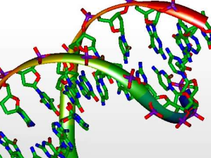改良的基于CRISPR的酶提高了将整个基因插入基因组的前景