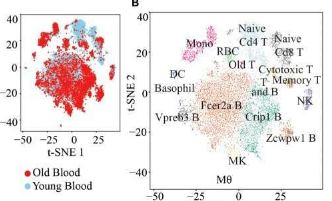 衰老小鼠外周血的单细胞转录组学
