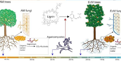 菌根类型如何控制生物多样性对生产力的影响