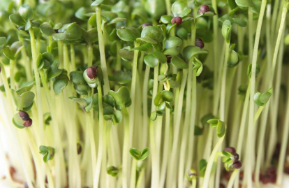 Microgreens体积小但营养丰富