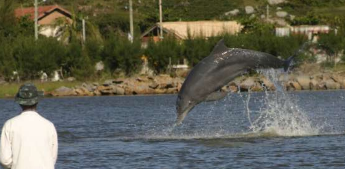 海豚和人类都受益于捕鱼合作