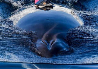 挪威研究强调鲸鱼排泄物在生态系统中的作用