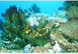 机器学习预测珊瑚三角区的生物多样性和复原力