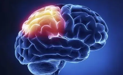 研究人员发现蛋白质缺乏如何使大脑做好准备以最大限度地减少压力后的损伤