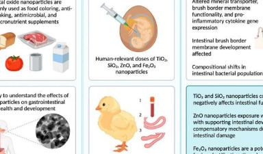 食用色素和抗结块纳米粒子可能会影响人体肠道