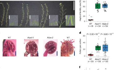 科学家利用基因突变加速植物育种过程