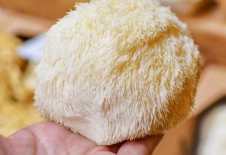 研究发现这种蘑菇可以增强记忆力