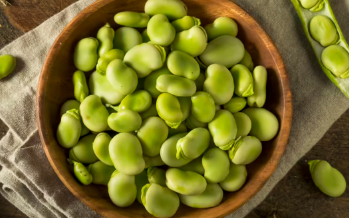 什么是蚕豆关于世界上最古老的豆类之一