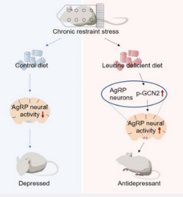 科学家发现下丘脑氨基酸感应在抗抑郁作用中的作用