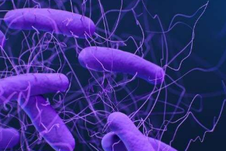 正确的肠道酶混合物可以阻止艰难梭菌进入其轨道