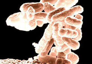 研究人员调查住院患者大肠杆菌的多样性