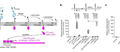 受体爆破可视化科学家开发新技术研究重要受体