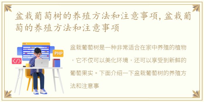 盆栽葡萄树的养殖方法和注意事项,盆栽葡萄的养殖方法和注意事项