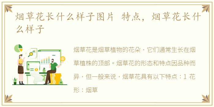 烟草花长什么样子图片 特点，烟草花长什么样子