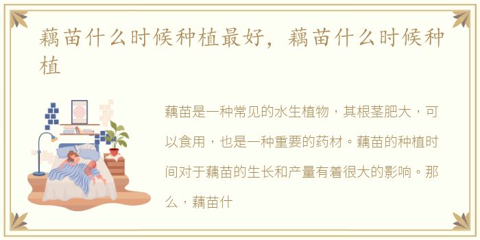 藕苗什么时候种植最好，藕苗什么时候种植