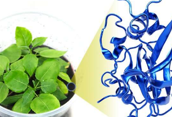 植物和微生物配对以获得更好的生物能源作物