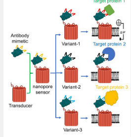 研究人员已经开发出一种具有单分子精度的广泛适用的纳米传感器