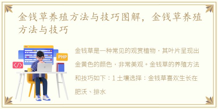 金钱草养殖方法与技巧图解，金钱草养殖方法与技巧