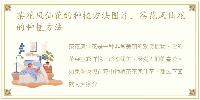 茶花凤仙花的种植方法图片，茶花凤仙花的种植方法