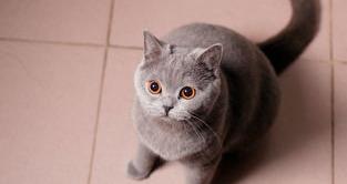 世界上最大的猫第一名 最大的猫咪品种