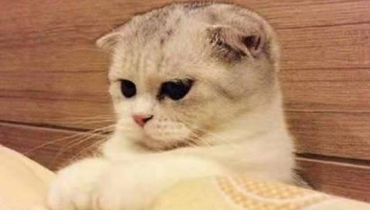 黑折耳猫怎么养？ 英短折耳猫黑色