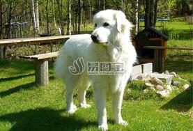 小型犬、中型犬、大型犬、巨型犬肩高各是多少?体重各是多少？ 巨型犬多少钱一只