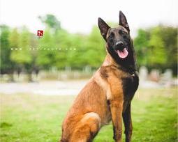比利时牧羊犬和马犬一样吗？ 比利时牧羊犬和马犬是一个品种吗