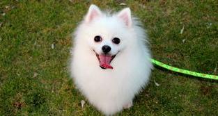 一般白色的博美犬多少钱一只？ 博美犬价格表 白色