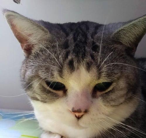 有什么适合新手养的猫啊 最适合新手养的四种猫咪