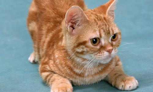 猫咪记恨主人的表现有哪些？ 猫咪恨主人的10大征兆