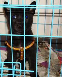 谁知道阿拉斯加犬怎么分辨熊版和狼版？ 怎样辨别黑熊犬