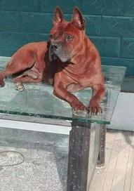 山区打猎最厉害的狗 川东猎犬古老而稀有的犬种 川东猎犬幼犬多少钱一只